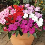 Busy Lizzie (Impatiens) New Guinea Divine 50 Plants + 20 FREE