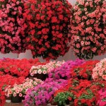 Busy Lizzie Summer Waterfall 200 Plants + 80 FREE (4th Delivery Period)