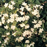 Jasmine (Jasminium Officianale) 1 Plant 3 litre