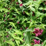 PlantShrub Offer – Jasminum Beesianum 1x9cm Pot