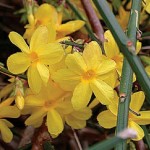 Shrub Offer – Jasminum nudiflorum (Winter Jasmine) 1 Plant 9cm Pot