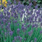 Lavender Munstead 1 Plant 2 Litre