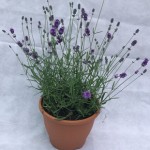 Lavender Elegance Purple 1 Pre-Planted Container