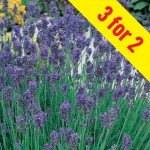 Lavender Munstead 3 Plants 2 Litre