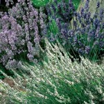 Lavender Scented Collection 6 Jumbo Ready Plants