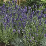 Lavender Ellagance Purple 12 Jumbo Ready Plants