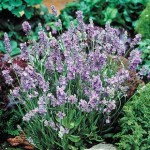 Lavender Ellagance Sky 12 Jumbo Round Plants
