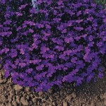 Lobelia Royal Blue 50 Ready Plants + 20 FREE