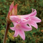 Jersey Lilies (Amaryllis Belladonna) 3 Bulbs