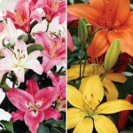 Oriental and Asiatic Lilies 10 Bulbs