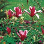 Magnolia Susan 1 Plant 3 Litre