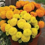 Marigold African Sun Mix 12 Mega Plants