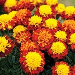Marigold Tip Top F1 24 Jumbo Plants