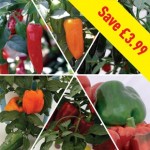 Mixed Peppers Pack 12 Jumbo Ready Plants