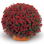 Hardy Mums Red 1 Pre-Planted Container