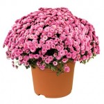 Hardy Mums Pink 1 Pre-Planted Container
