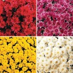 Hardy Mum (Chrysanthemums) 12 Jumbo Ready Plants