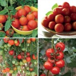 Mixed Tomatoes Pack 12 Jumbo Ready Plants