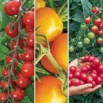 Tasty Tomatoes Pack 12 Jumbo Plants