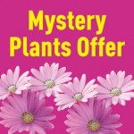 Mystery Plant Offer Save a Minimum of