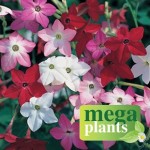 Nicotiana Essence 12 Mega Plants