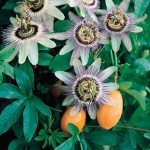 Passionflower (Passiflora Careula) 1 Plant 3 litre