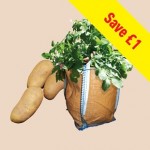 Charlotte Seed Potatoes (1kg) Plus 3 Patio Planters