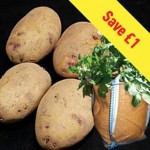 Kestrel Seed Potatoes (1kg) Plus 3 Patio Planters