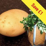 Casablanca Seed Potatoes (1kg) Plus 3 Patio Planters