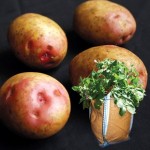King Edward Seed Potatoes (2kg) plus 4 planters