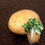 Casablanca Seed Potatoes (2kg) plus 4 planters