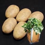 Maris Piper Seed Potatoes (2kg) plus 4 planters