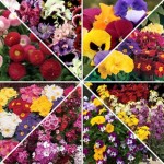 Autumn Wholesale Pack 16 Trays of 70 Ready Plants