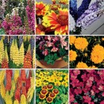 Perennial Mixed Collection 12 Jumbo Ready Plants