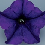 Petunia Surfinia Classic (Trailing) Blue 6 Jumbo Plants