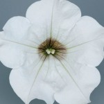 Petunia Surfinia Classic (Trailing) White 12 Jumbo Plants