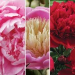 Peony Single Collection 3 Bare Root Plants