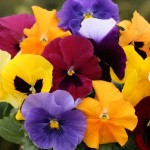 Pansy Grande Fragrance 200 Plants + 80 FREE (1st Delivery Period)