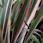 Phormium Pink Stripe 1 Plant 3 Litre