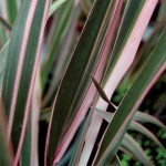 Phormium Pink Stripe 2 Pre-Planted Containers