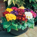 Polyanthus High Seas 200 Plants + 80 FREE (1st Delivery Period)