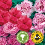 Pinks Garden Scented Collection 6 Jumbo Ready Plants