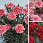 Pinks Perfumed Collection 6 Jumbo Ready Plants