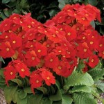 Polyanthus Red Ribbon 50 Plants + 20 FREE