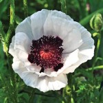 Oriental Poppy Perrys White 3 Bare Roots
