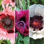 Oriental Poppy Triple Collection 9 Bare Roots