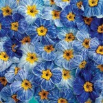 Primrose Blue Jeans 12 Mega Plants
