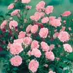 Patio Rose Pink 1 Plant 3 Litre