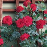 Patio Rose Red 2 Pre-Planted Containers