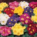 Primrose Rainbow 200 Plants + 80 FREE (2nd Delivery Period)